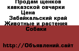 Продам щенков кавказской овчарки › Цена ­ 4 000 - Забайкальский край Животные и растения » Собаки   